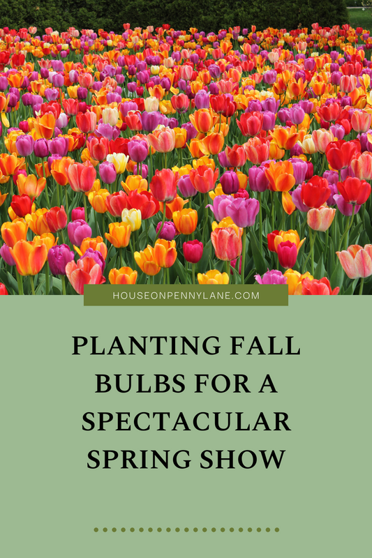 Planting Fall Bulbs for a Spectacular Spring Show