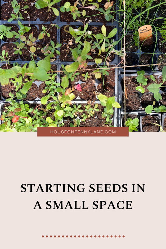 Seed Starting in a Small Space