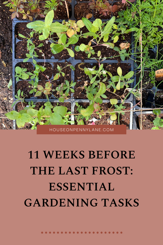 11 Weeks Before the Last Frost: Essential Gardening Tasks