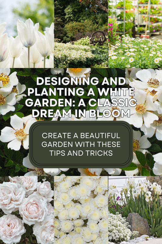 Designing and Planting a White Garden: A Classic Dream in Bloom