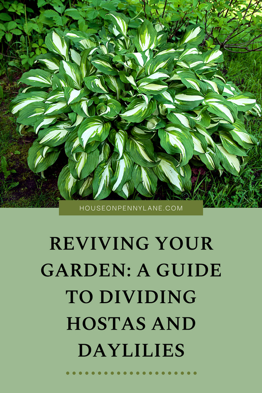 Reviving Your Garden: A Guide to Dividing Hostas and Daylilies